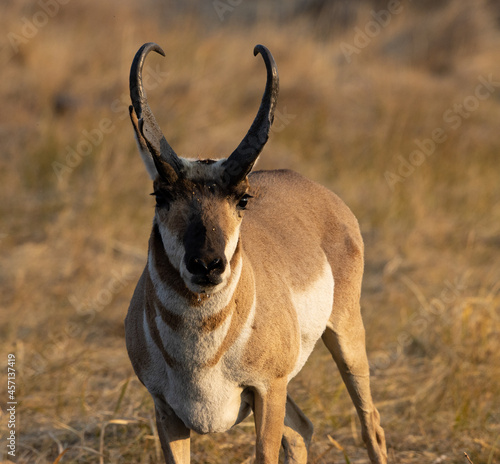 Obraz na płótnie pronghorn, antelope, bucks w salonie