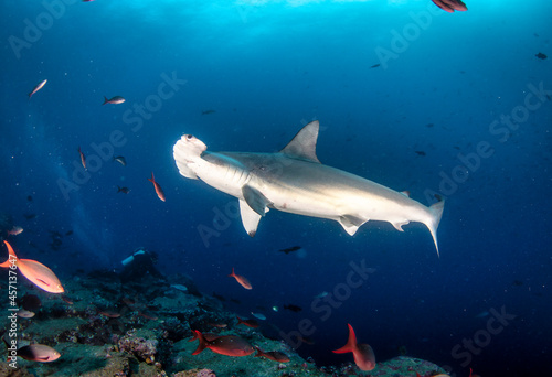 Hammerhead shark  Sphyrnidae  swimming in tropical underwaters