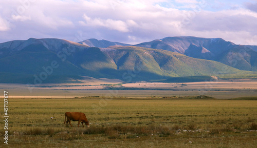 mountain landscape  sunset in the mountains  a cow grazing at sunset  autumn