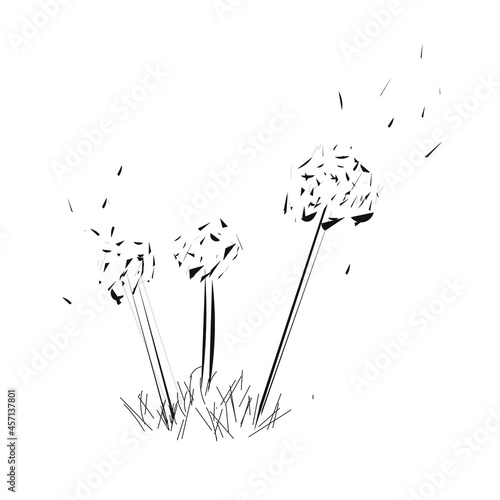 Dandelions and dandelions seed