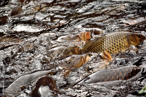 Common carp - Cyprinus carpio. It is called 
