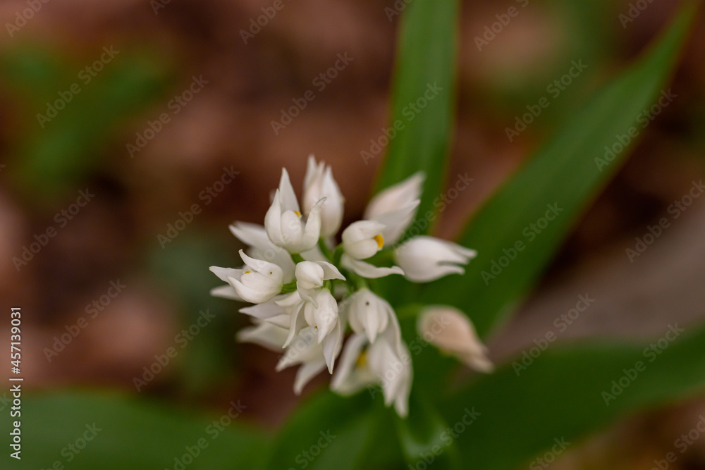 Fototapeta premium Cephalanthera longifolia flower in the field, close up
