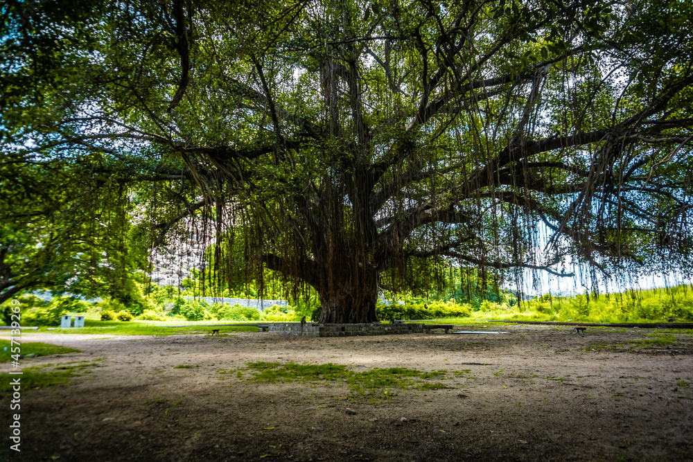 The Biggest & Oldest Banyan tree inside Gingee or Senji Fort in Tamil Nadu, India. It lies in Villupuram District, built by the kings of konar dynasty & maintained by Chola dynasty in 9th century AD The Biggest & Oldest Banyan tree inside Gingee or Senji Fort in Tamil Nadu, India. It lies in Villupuram District, built by the kings of konar dynasty & maintained by Chola dynasty in 9th century AD
