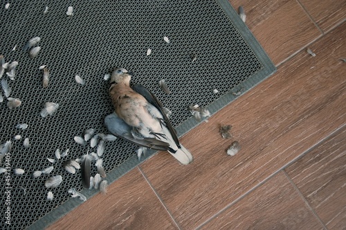 Red Collared Dove (Streptopelia tranquebarica) dead on floor tile. Bird corpse dead by cat attack. photo