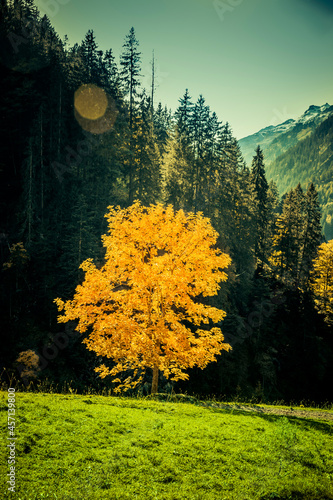 Herbstlicher Baum in einödsbach im Allgäu