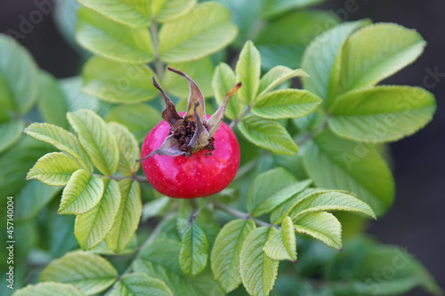 Ripe rose hips on a branch. Autumn harvest.