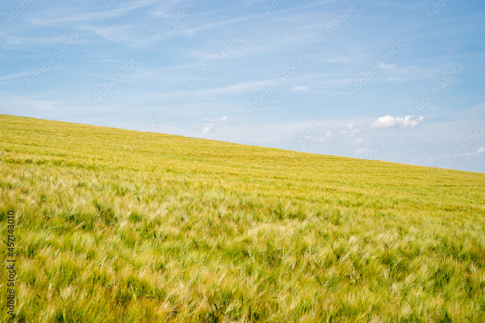 Green and yellow grain field on the hill with beautiful blue sky in june 