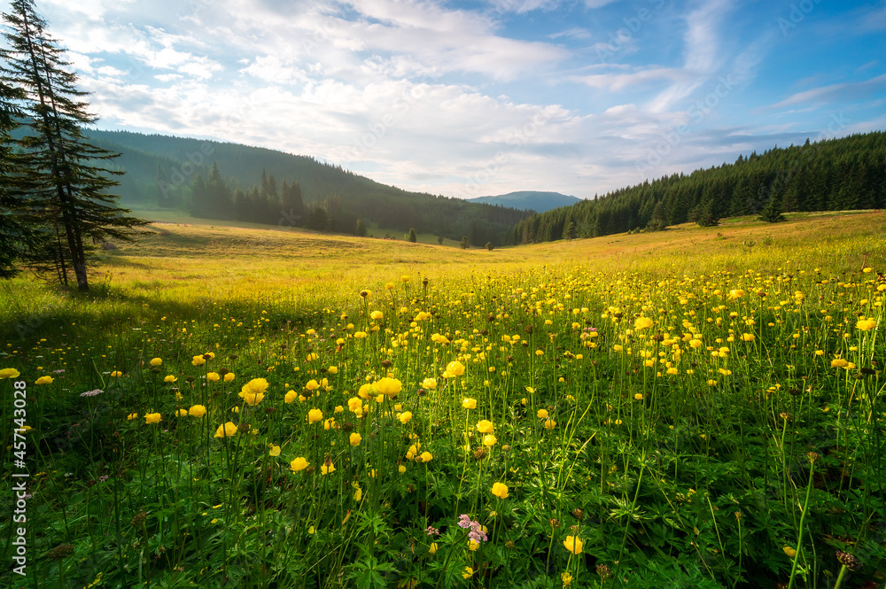 View of a sunlit mountain meadow overgrown with yellow wild peonies