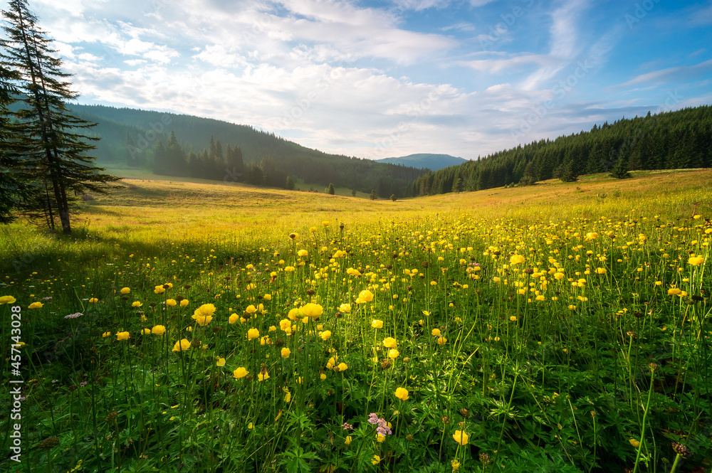 View of a sunlit mountain meadow overgrown with yellow wild peonies View of a sunlit mountain meadow overgrown with yellow wild peonies