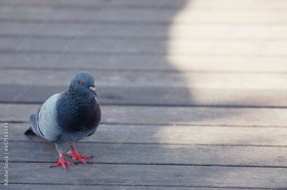 Obraz premium A Pigeon standing on a ground in the city. Pigeon standing. Dove or pigeon on blurry background. Pigeon in city concept photo.