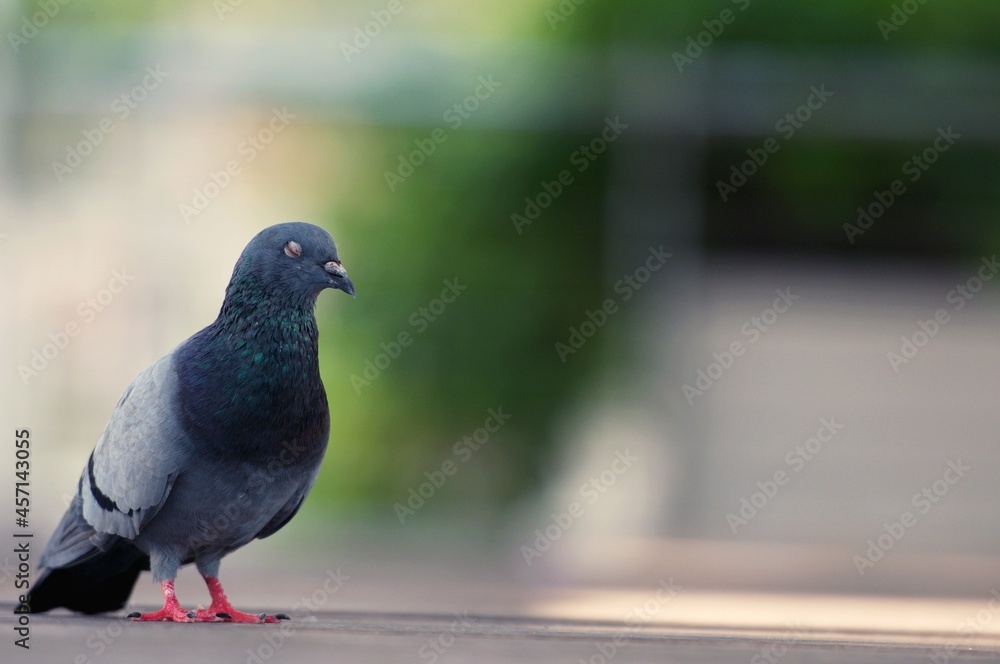 Fototapeta premium A Pigeon standing on a ground in the city. Pigeon standing. Dove or pigeon on blurry background. Pigeon in city concept photo.