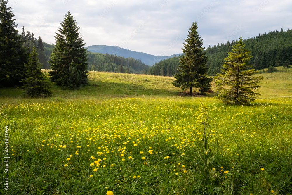 Fototapeta premium View of a sunlit mountain meadow overgrown with yellow wild peonies