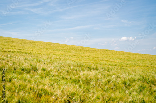Green and yellow grain field on the hill with beautiful blue sky in june 