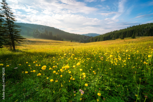View of a sunlit mountain meadow overgrown with yellow wild peonies