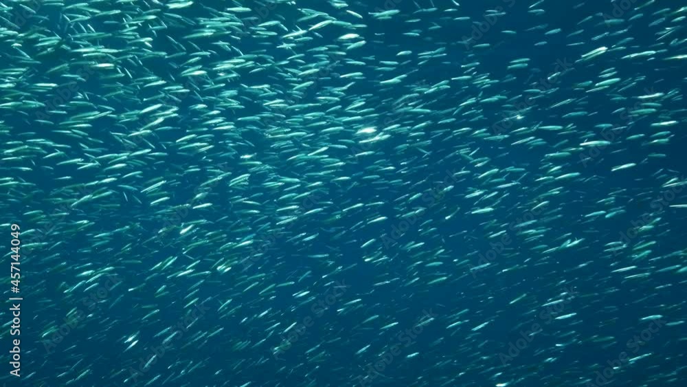 Massive shoal of Blue sprat, Delicate round herring or blueback sprat (Spratelloides delicatulus). Massive school of small fish swims in the blue water in sunrays. Slow motion Massive shoal of Blue sprat, Delicate round herring or blueback sprat (Spratelloides delicatulus). Massive school of small fish swims in the blue water in sunrays. Slow motion