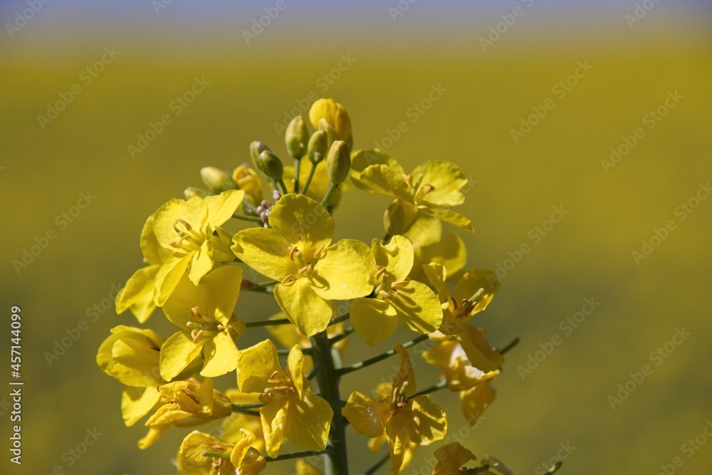yellow flowers in the garden yellow flowers in the garden