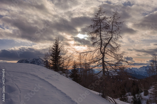 Larches on a snow-covered slope at sunset, with awesome dolomite mountains background. Fiorentina Valley, Dolomites, Italy