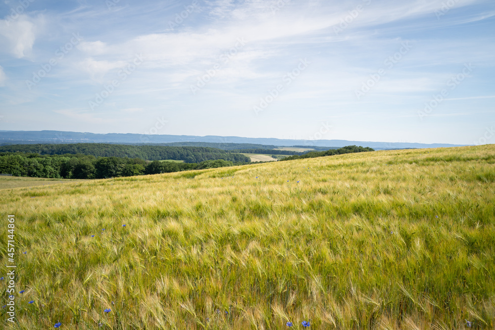 Green and yellow grain field with trees and a blue cloudy sky in the background