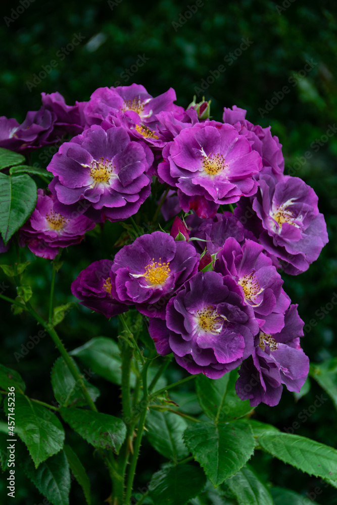 Beautiful delicate fresh violet roses flower. Beautiful delicate fresh violet roses flower.