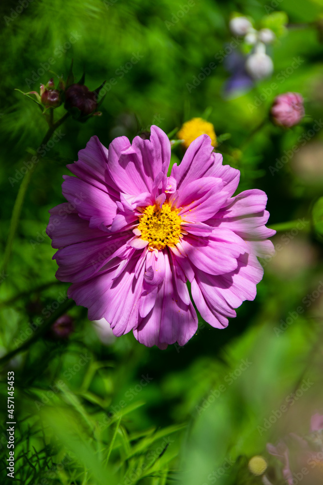 Obraz premium Mexican aster (cosmos bipinnatus) – a pink flower on the summer garden.