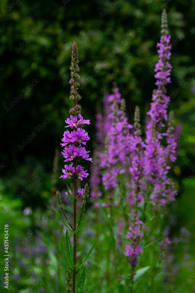 Purple loosestrife (lythrum salicaria)– pink flowers on a summer meadow or garden. Purple loosestrife (lythrum salicaria)– pink flowers on a summer meadow or garden.