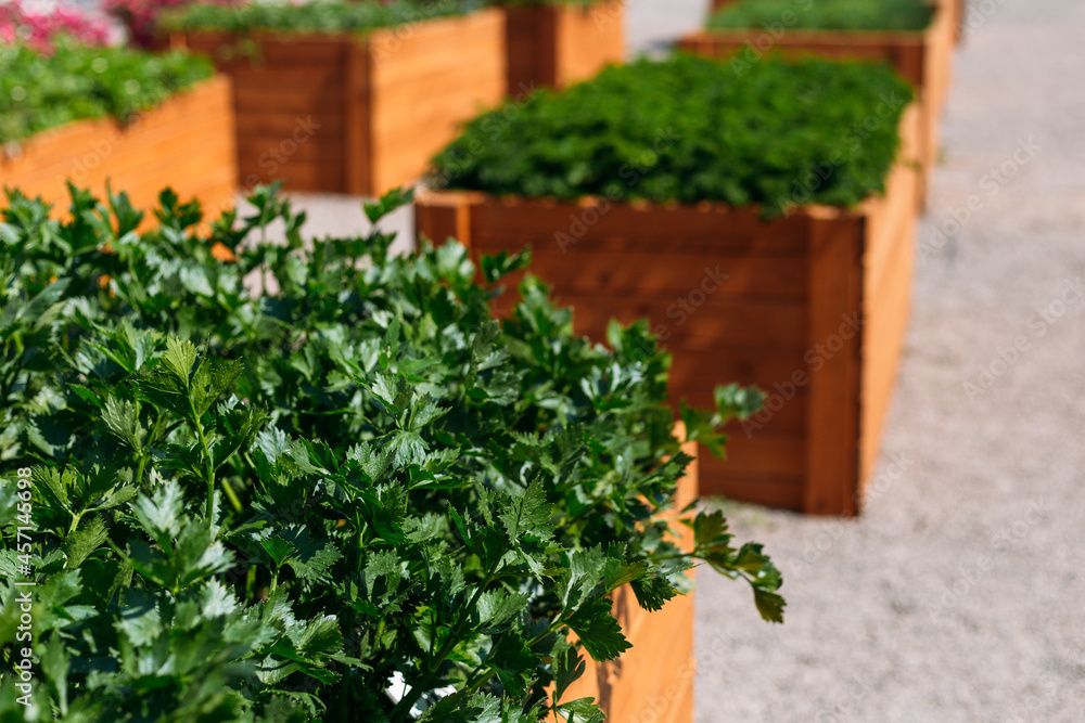 Parsley grows in wooden pot in the roof garden. Spicy herb Petroselinum crispum for nutrition, use in alternative medicine and cosmetology, outdoors