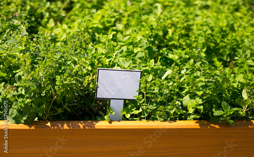Empty Plant Label in herbs Pot. Fresh oregano growing in the herb garden. Summer natural organic healthy food. photo
