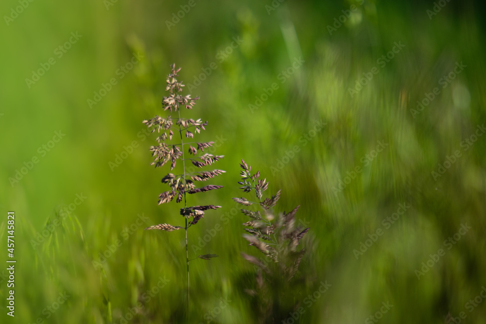Closeup of green grass in countryside background. Allergy season. Flowering grasses that are the cause of many allergies.