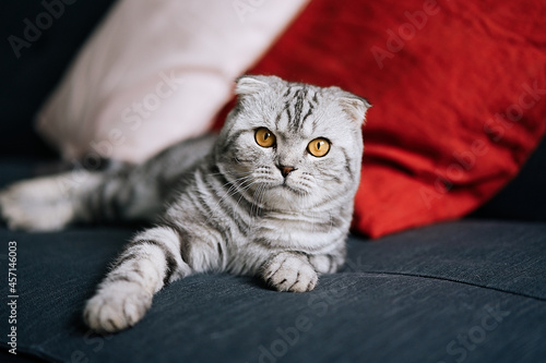 Scottish fold tabby cat lying on the couch at home 