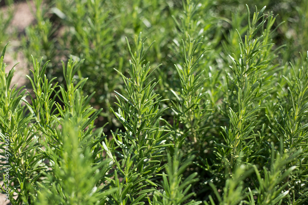 Fresh Rosemary Herb grow outdoor. Plant Ready to Cook, healthy food concept, top view. Organic farming. Home Gardening. Ingredients for dish Fresh Rosemary Herb grow outdoor. Plant Ready to Cook, healthy food concept, top view. Organic farming. Home Gardening. Ingredients for dish