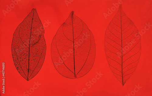 autumn colored transparent leaves on a red background