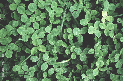 natural green clover background, artistic processing, tinted