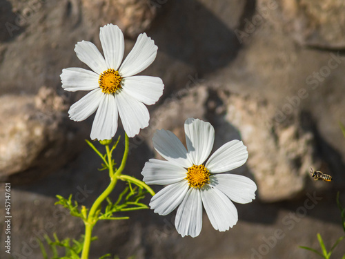 white daisy in the garden © jackreznor