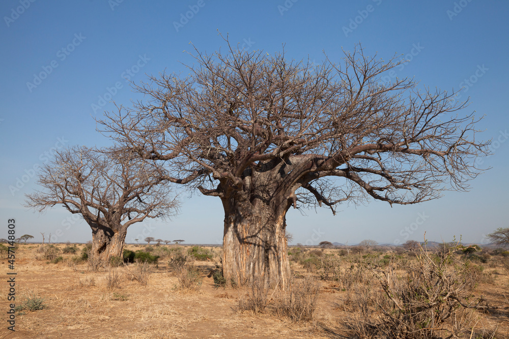 Adansonia digitata, the African baobab in the dry season. It is the most widespread tree species of the genus Adansonia, the baobabs, and is native to the African continent, enduring dry conditions. Adansonia digitata, the African baobab in the dry season. It is the most widespread tree species of the genus Adansonia, the baobabs, and is native to the African continent, enduring dry conditions.