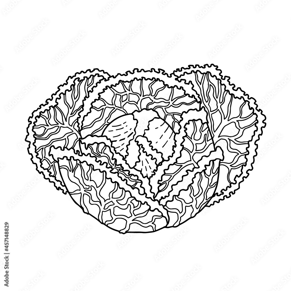 Fototapeta premium Vector illustration of savoy cabbage black outline. Hand drawn vegetable design for logo, icon, banner.