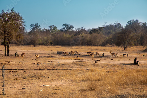 African Savannah landscape with impala and baboons drinking water in the distance. 