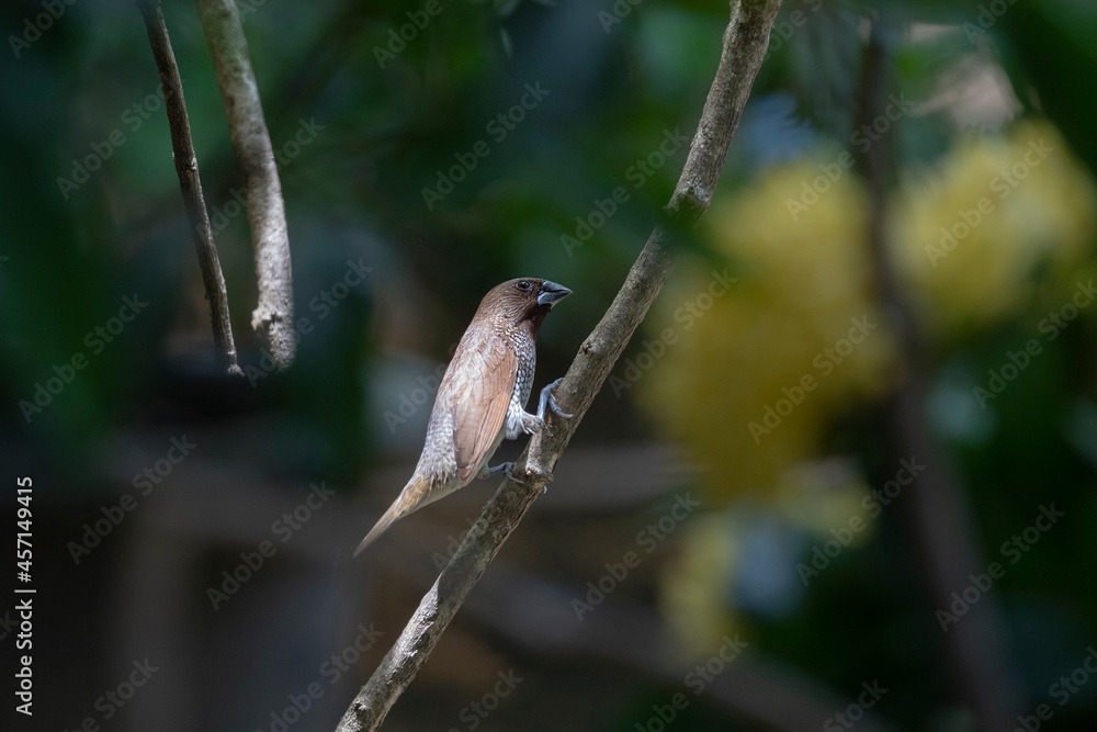 Obraz premium Scaly - breasted munia