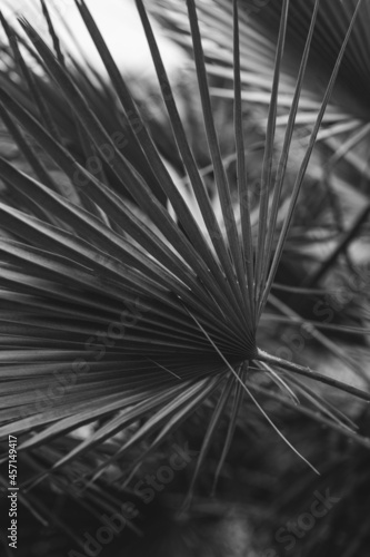 Fototapeta Naklejka Na Ścianę i Meble -  nature poster. palm leaves