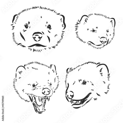 vector hand sketch drawing illustration of a wolverine done in black and white