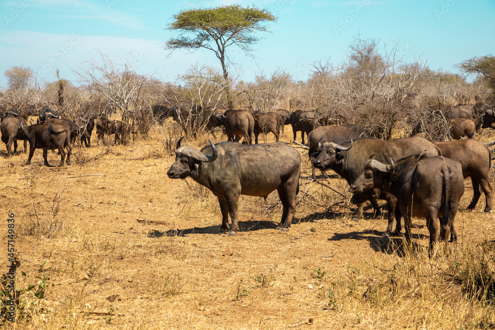 A herd of Cape buffalo standing in the African bush.
A herd of Cape buffalo standing in the African bush.