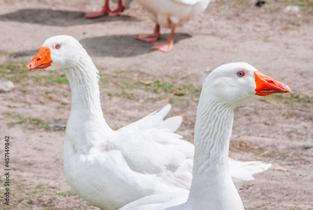 White geese walking on the meadow with green grass at farm. Domestic birds. White geese walking on the meadow with green grass at farm. Domestic birds.