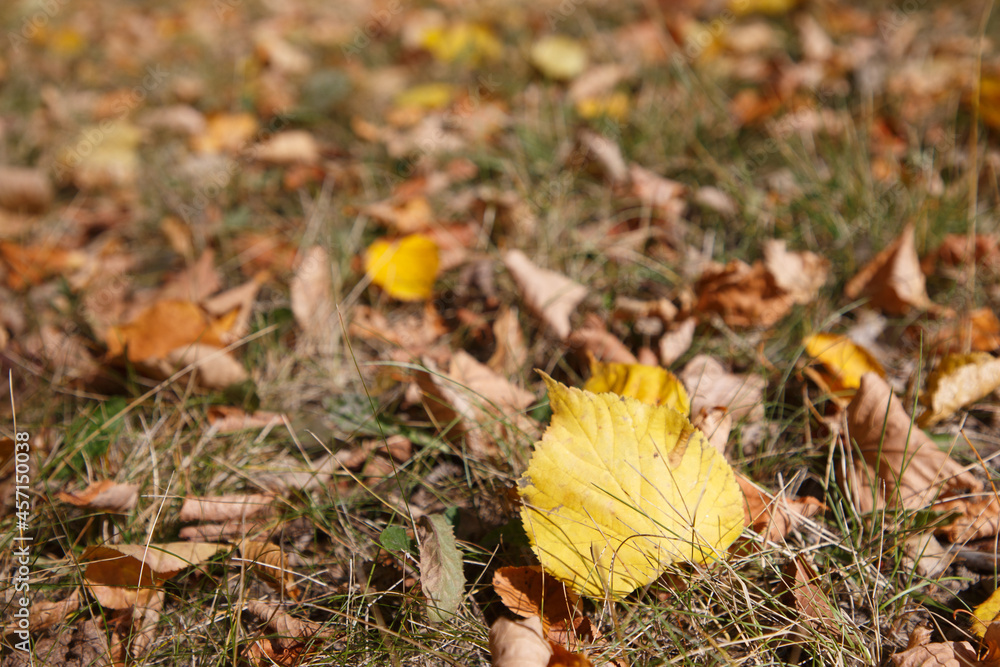 falling leaf on the grass in Autumn falling leaf on the grass in Autumn