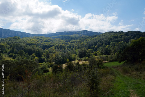 forest in the mountains