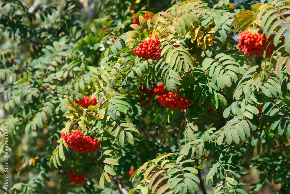 Fototapeta premium a bunch of rowan in the park in Autumn