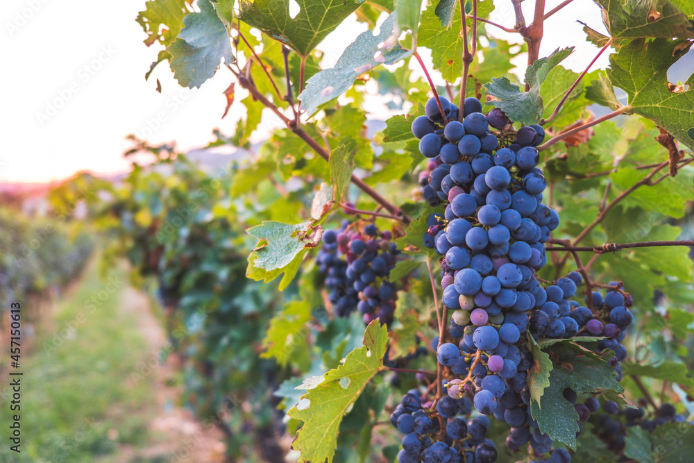 Row of vineyards with blue grapes in autumn day