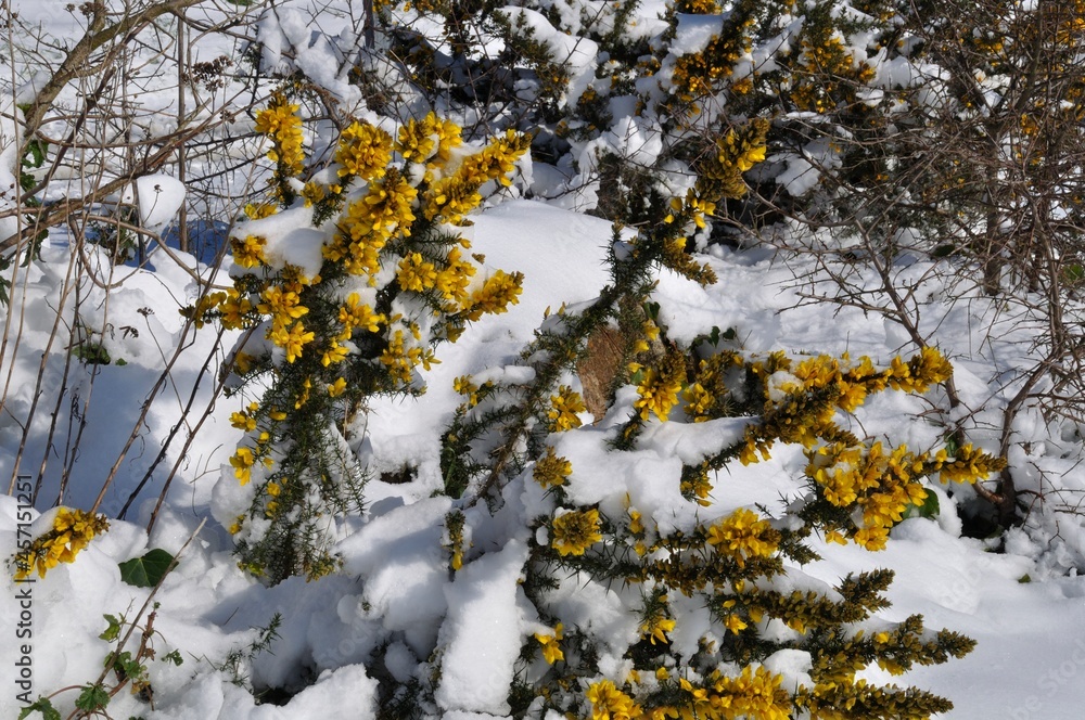 gorse branches covered in snow
