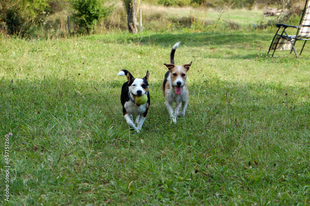 jack Russell terrier running with a ball