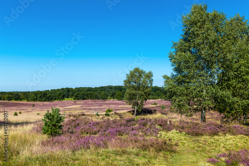 The Lueneburg Heath Nature Park  German  Naturpark L  neburger Heide  near Oberhaverbeck in Lower Saxony  Germany. 