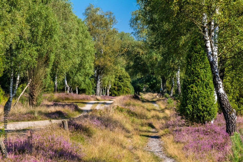 The Lueneburg Heath Nature Park (German: Naturpark Lüneburger Heide) near Oberhaverbeck in Lower Saxony, Germany. The Lueneburg Heath Nature Park (German: Naturpark Lüneburger Heide) near Oberhaverbeck in Lower Saxony, Germany.