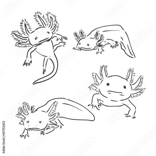 Vector antique engraving illustration of axolotl salamander isolated on white background